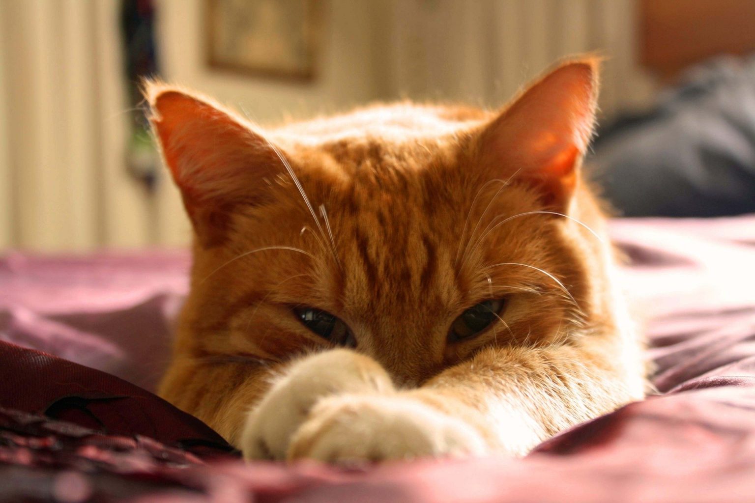 festa del gatto