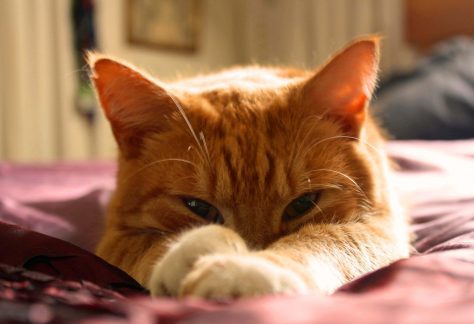 festa del gatto