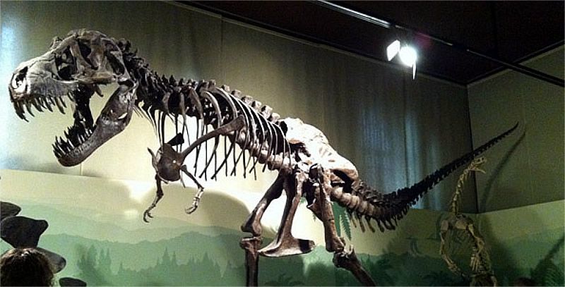 Museo di Storia Naturale