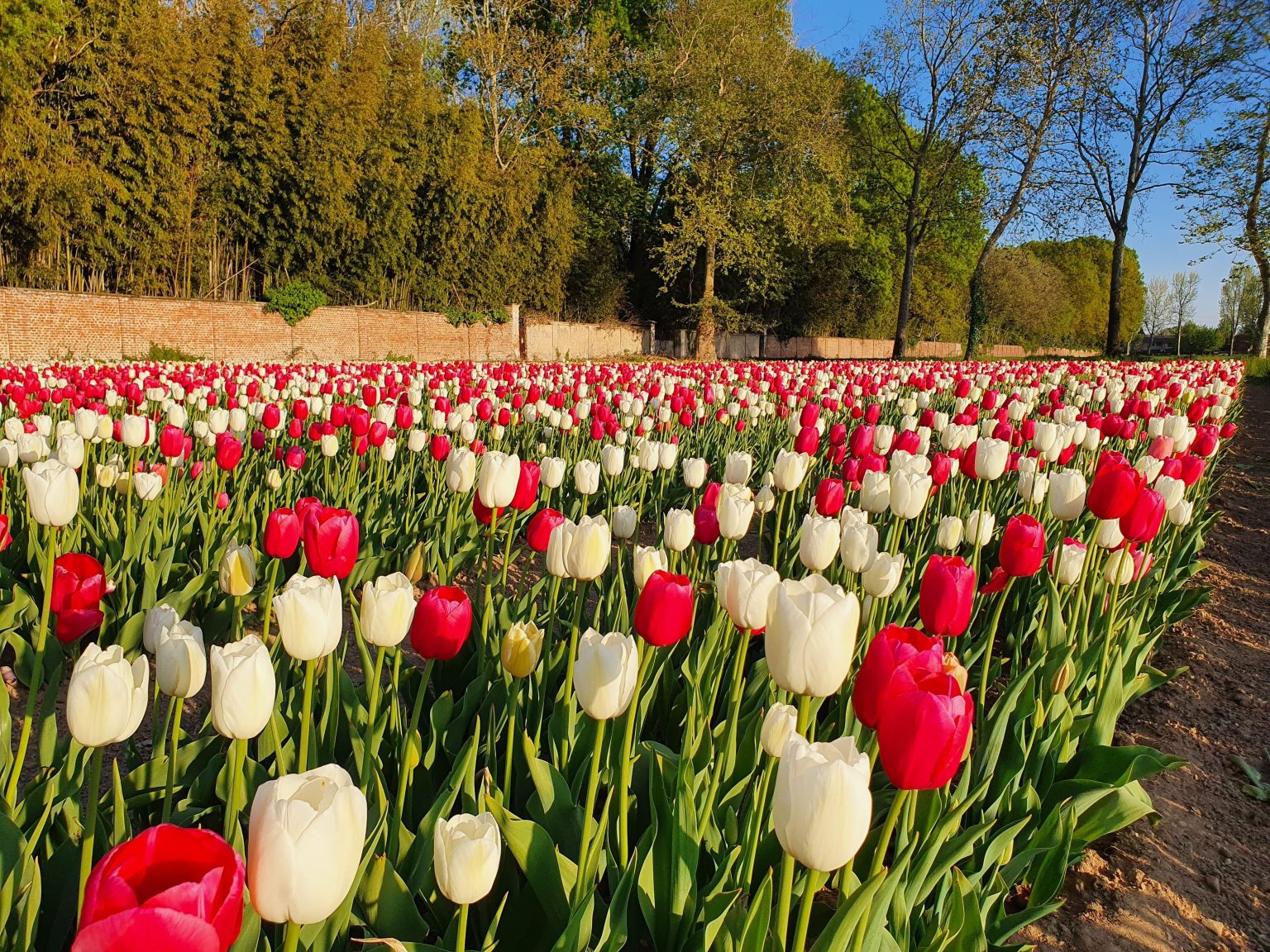 campo tulipani milano