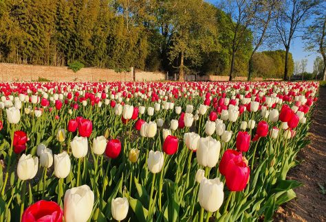 campo tulipani milano