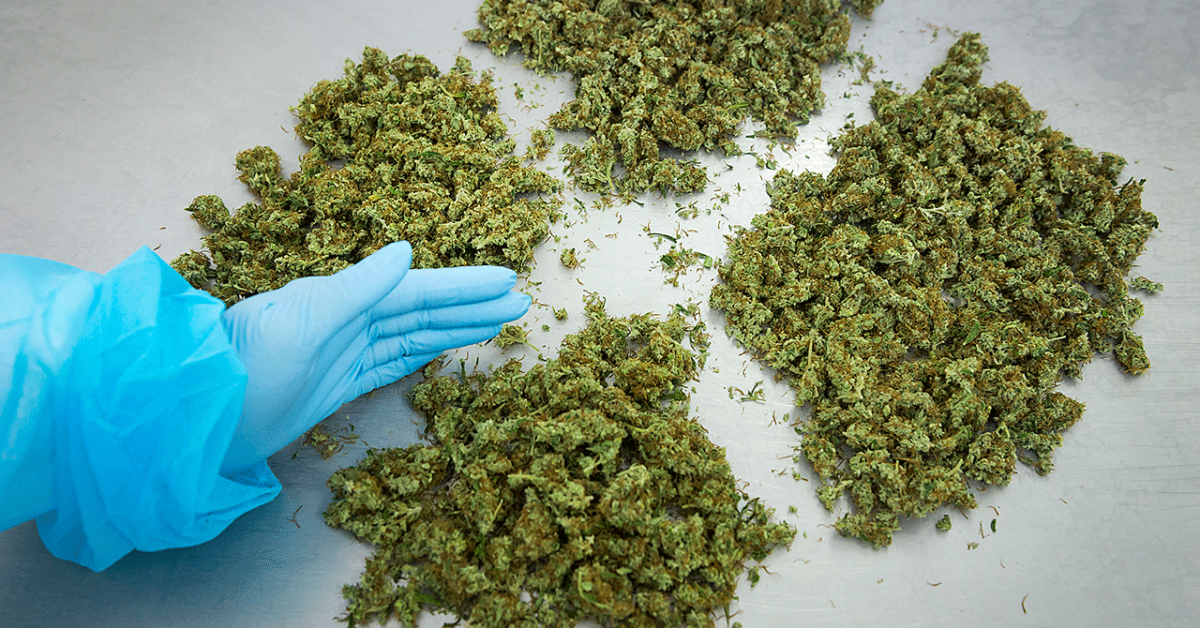 legalizzazione cannabis