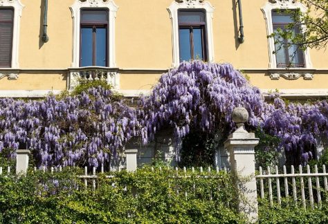 glicini milano