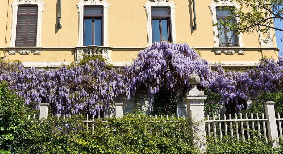 glicini milano