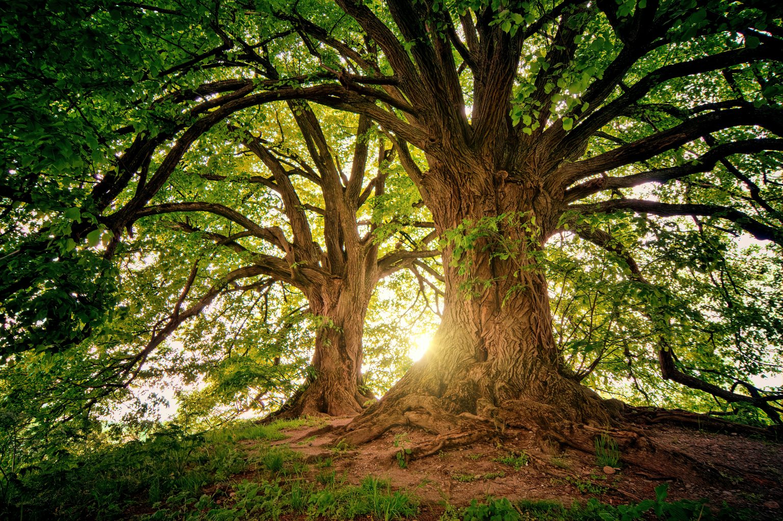 Alberi monumentali Milano