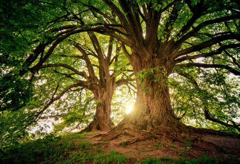 Alberi monumentali Milano