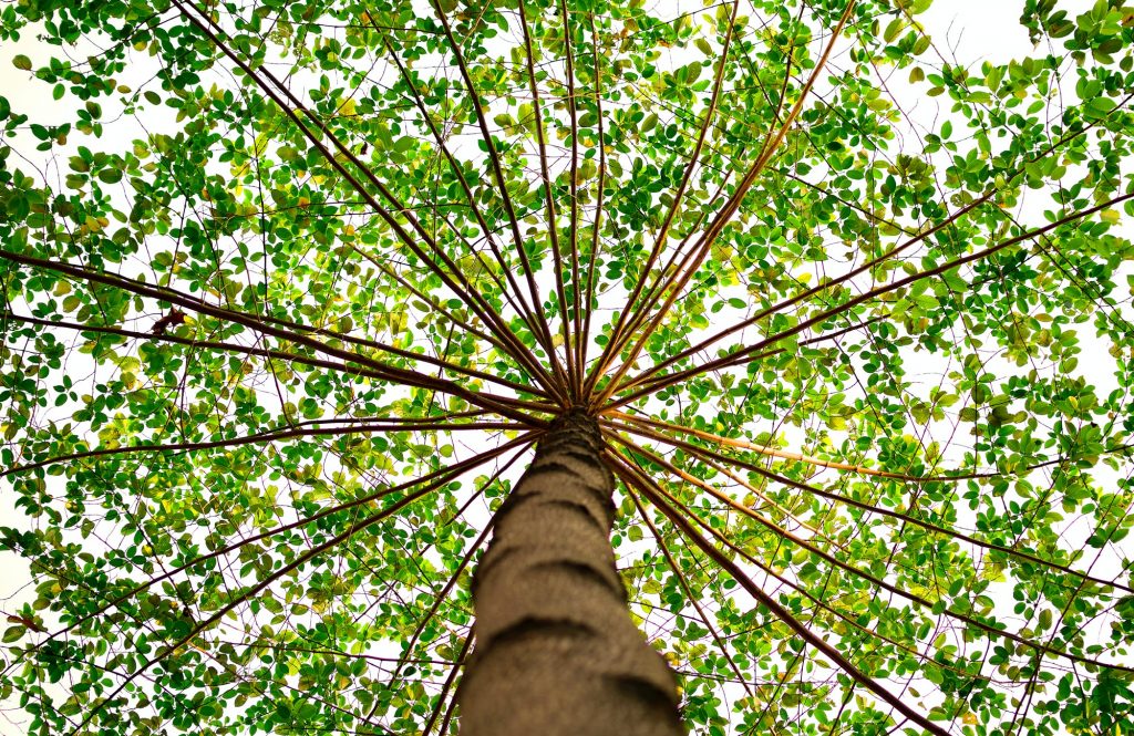 I 17 alberi monumentali di Milano