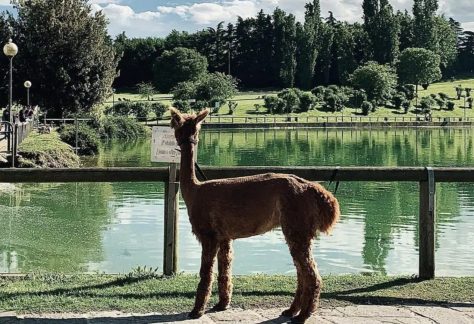 alpaca milano