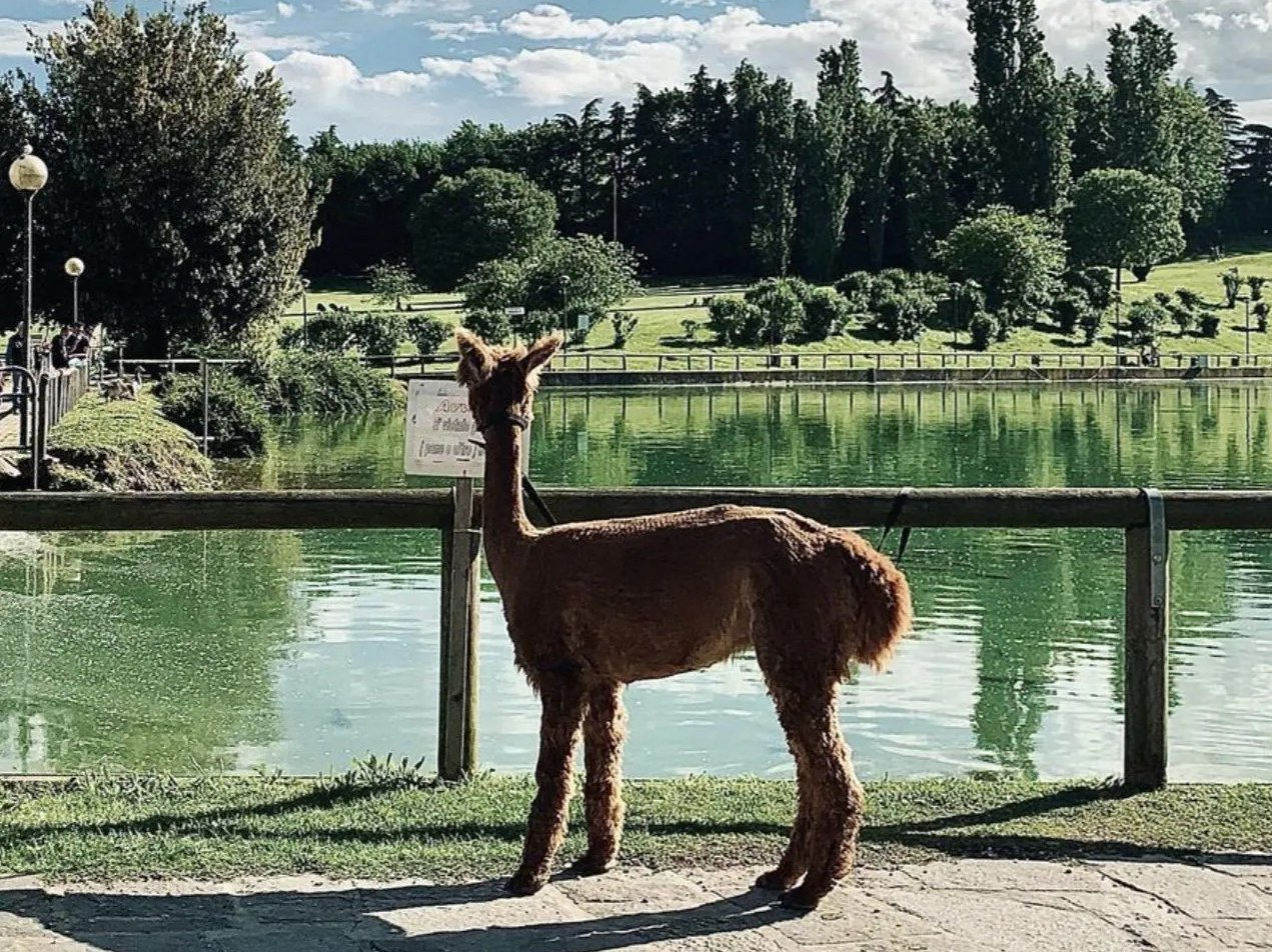 alpaca milano