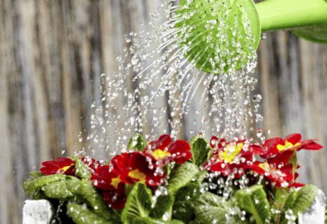 acqua piante milano