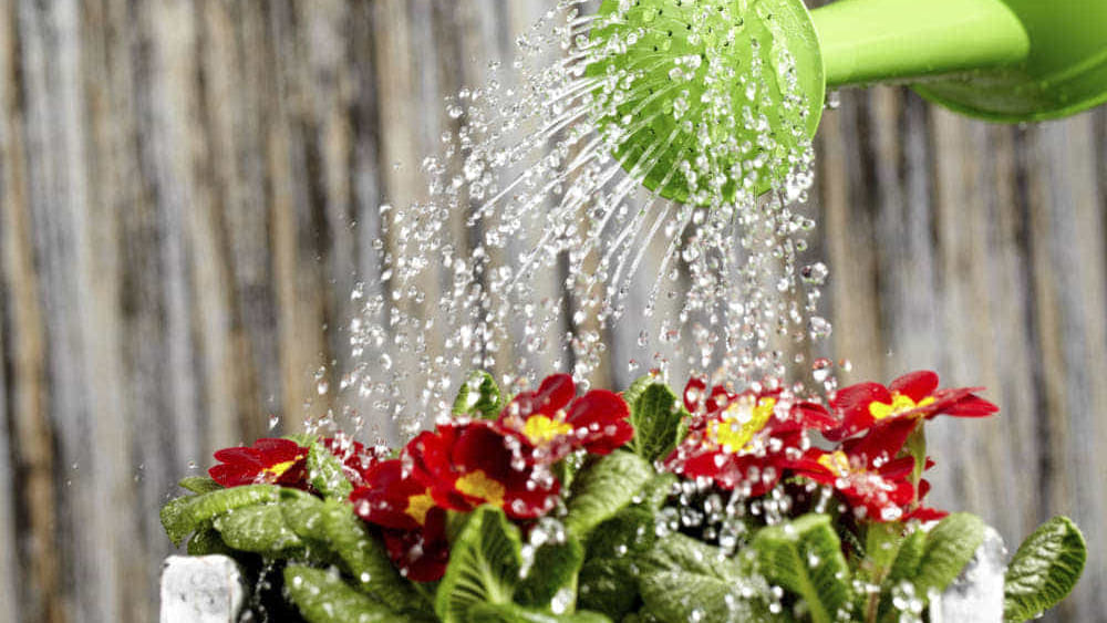 acqua piante milano