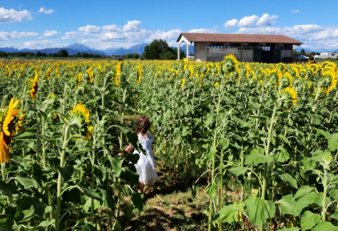 campo girasoli