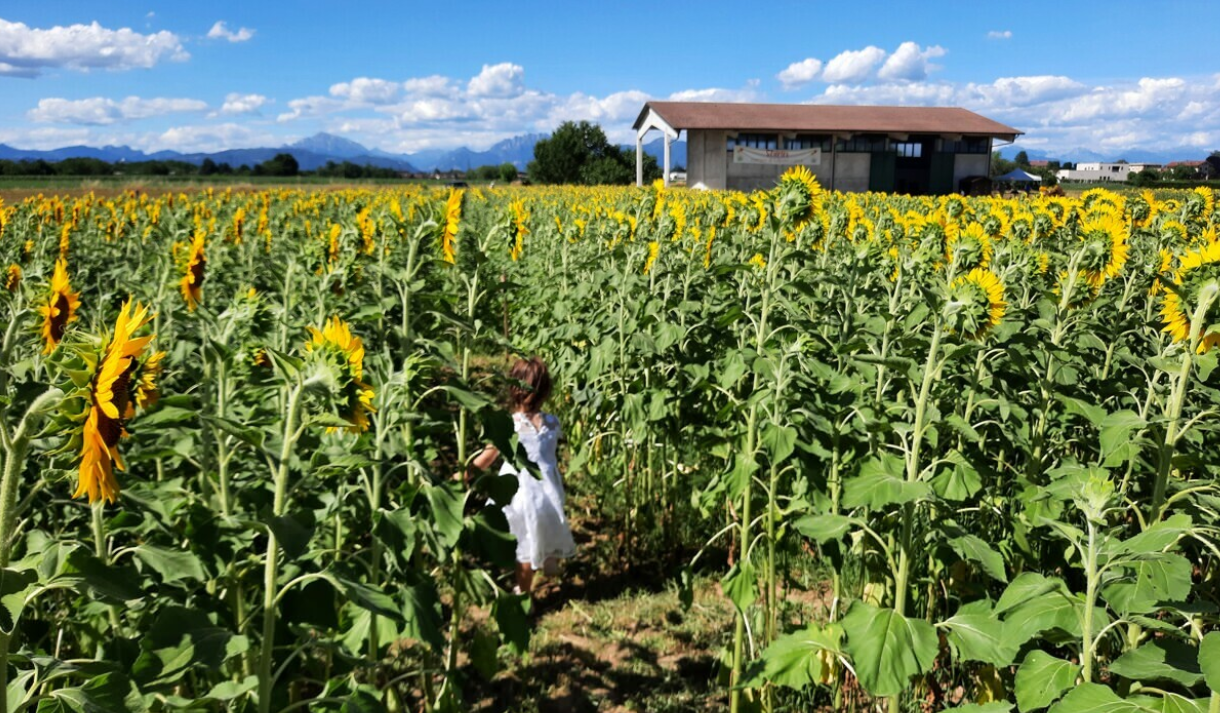 campo girasoli