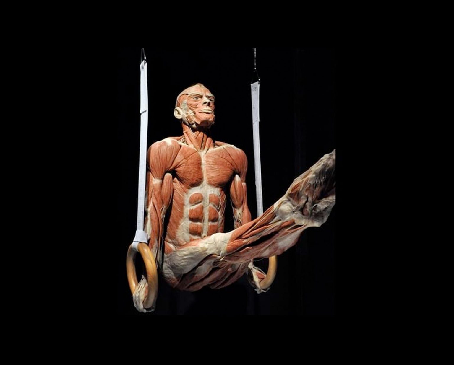 mostra corpi umani