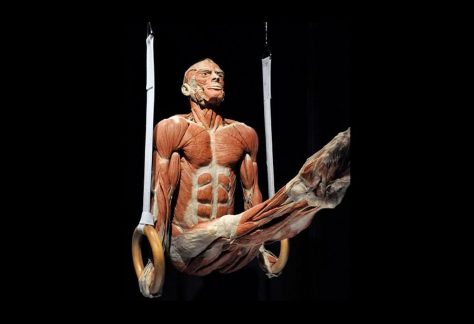 mostra corpi umani