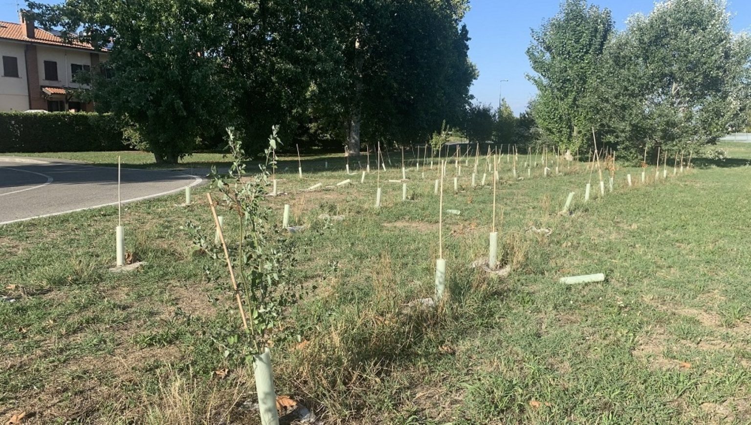 alberi milano