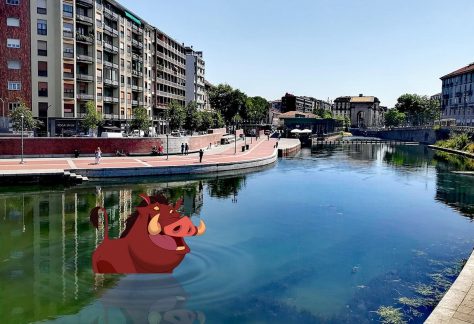 cinghiale milano