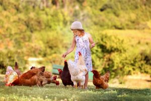 Milano: la pet therapy con galli e galline