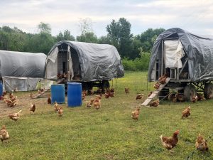Adotta una Gallina: scopri la bella iniziativa di Milano