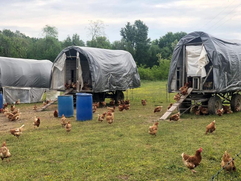 Adotta una Gallina: scopri la bella iniziativa di Milano