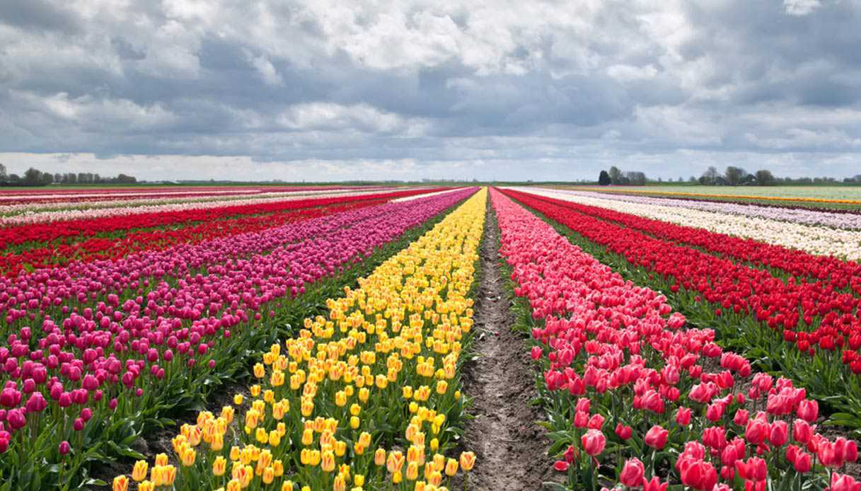 campo tulipani milano