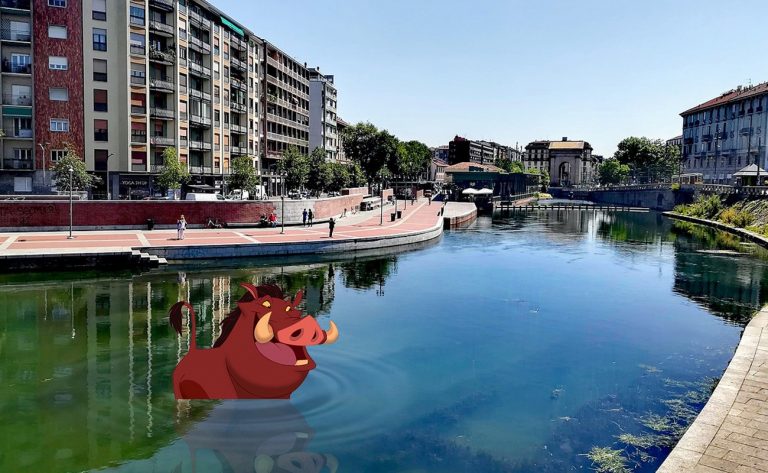 Milano, cinghiale nuota nella Darsena (Navigli). La preoccupazione di Coldiretti